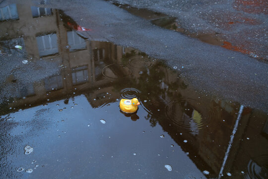 yellow duck in a puddle