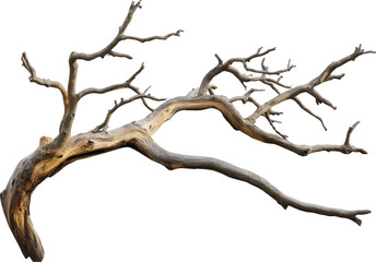Gnarled and Weathered Tree Branch with Multiple Twigs wood