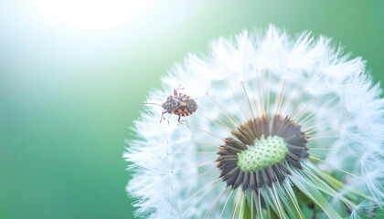 Fototapeta premium Tiny insect on dandelion seed head