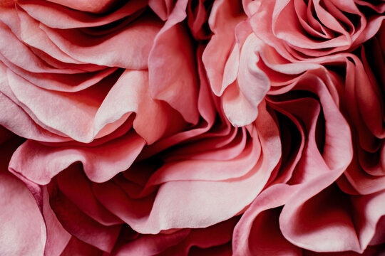 Delicate Pink Rose Petals Showcasing Intricate Layers and Textures