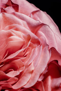Delicate Pink Rose Petals Showcasing Intricate Layers and Textures