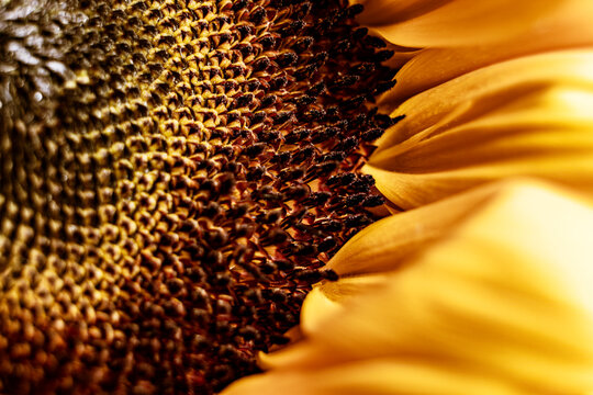 Sunflower Close-Up Showcasing Vibrant Yellow Petals and Seeds