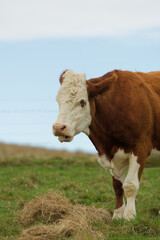 Adult cow eating from a pile of hay in a paddock. On farm in New Zealands's South Island. Vertical image with space on top for copy or graphics.