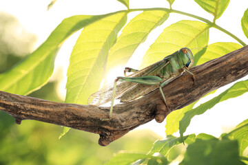 Locust on tree branch among green leaves outdoors