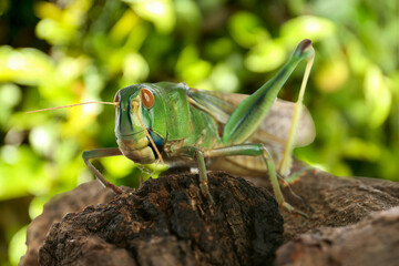 Locust on branch against blurred green background