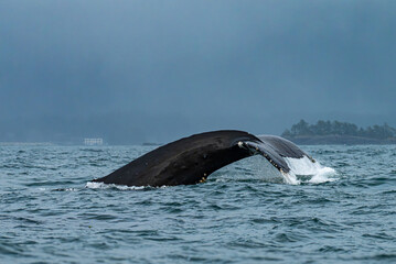 humpback whale tail