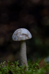 Close-up of a single pale mushroom with round cap growing on moss in forest, natural autumn woodland scene.