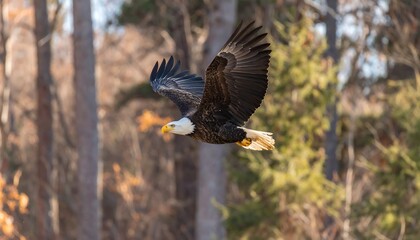 Bald eagle in flight against a forest backdrop