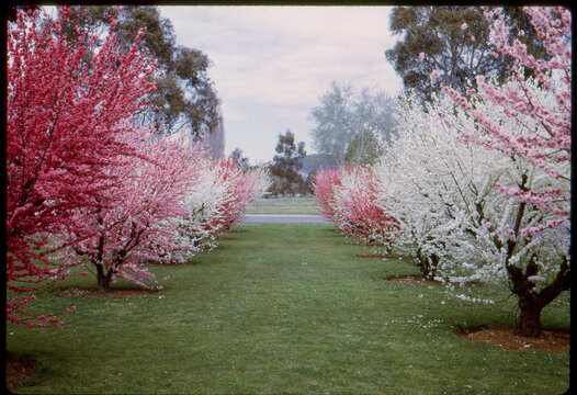 Spring Blossom Trees in Colorful Film 