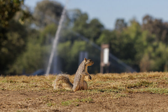 Squirrel Standing with Sprinkler in Background