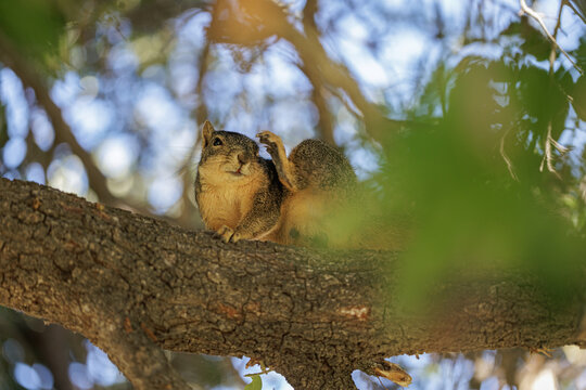 Squirrel Scratching on Tree Branch