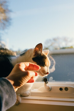 A cat getting a pat by the window during winter in Melbourne
