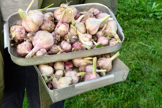 Fresh Garlic in Metal Trays Against a  Fresh Green Grass Background.