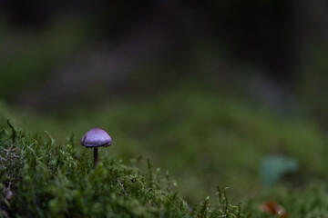 Close-up of a small purple mushroom growing on green moss in a dark forest, minimalistic nature concept.