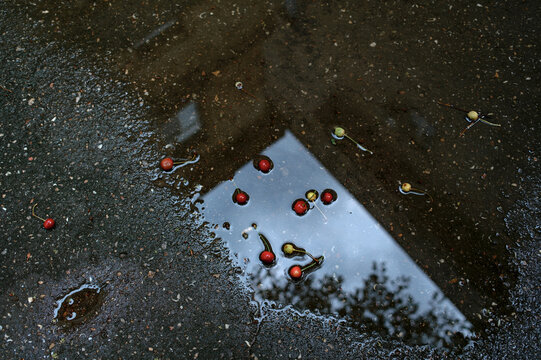cherry in a puddle