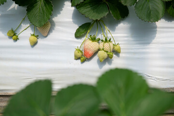 Ripening White Strawberries on a Farm
