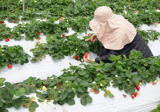 Strawberry Picking at a Sunny Farm