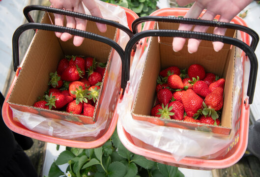 Freshly Picked Red Strawberries in Baskets