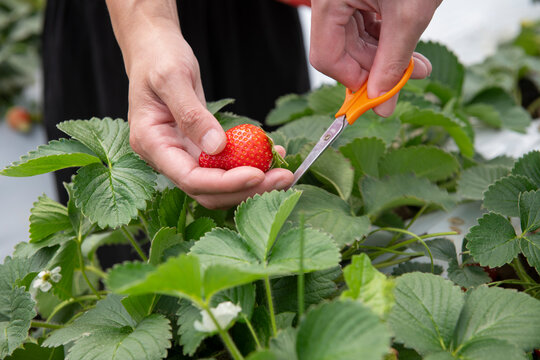 Fresh Strawberry Harvest Using Scissors in Greenhouse