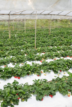 Strawberry Farm Harvest Season with Protective Covering