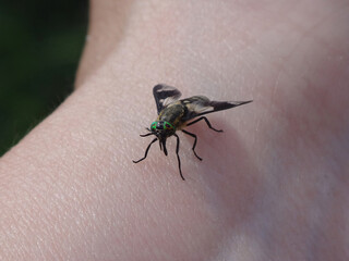 Splayed deer fly (Chrysops caecutiens), female sitting on a human hand
