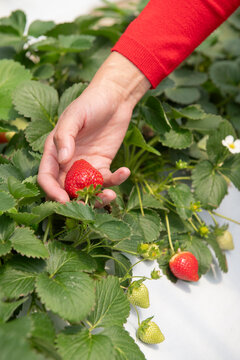 Hand Picking Ripe Strawberry in Garden with Green Leaves