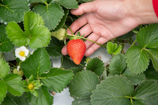 Hand Picking Ripe Strawberry in Garden with Green Leaves