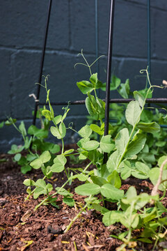 Peas growing from the ground