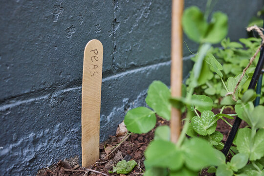 Peas growing from the ground