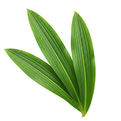 Obraz premium Vivid Green Leaves Cascade Against Black A Natural Symphony of Botany Flora Serenity and on transparent background