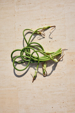 Garlic scapes on the table