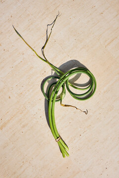 Garlic scapes on the table
