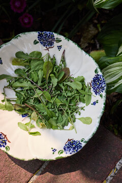 A bowl with freshly picked garden greens 