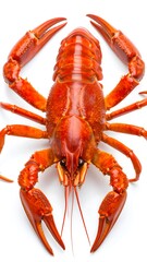 A vibrant red crayfish, top-down view