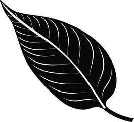 Plantain Leaf Silhouette Illustration   Plantain Leaf Outline © Shahar