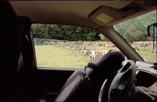 Bee apiary