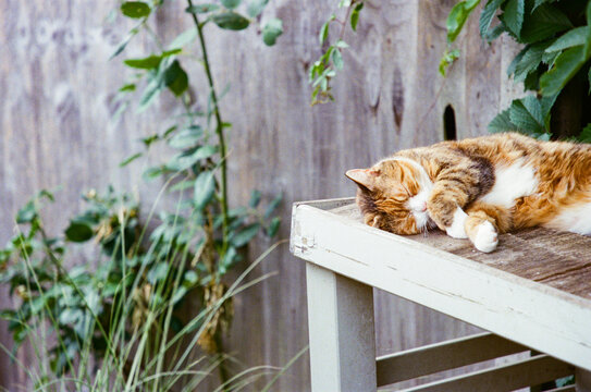 Ginger and white cat asleep in a shady spot