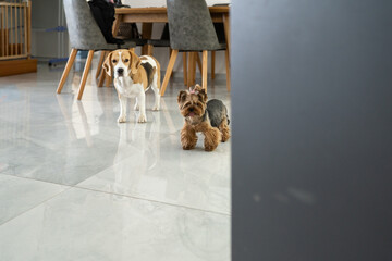 Dogs Sadly Watch Through Open Door From Inside Home