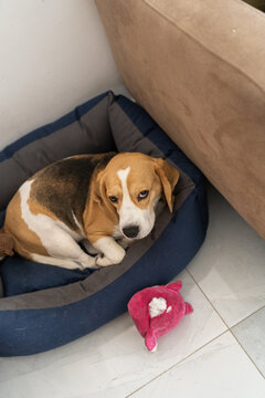 Sad Dog Lying In Bed Near Torn Plush Toy
