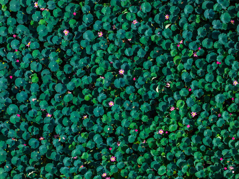 Aerial View of Lotus Pond in Full Bloom