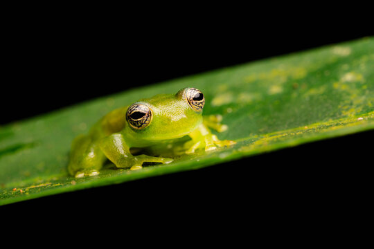 Glass frog on green leaf
