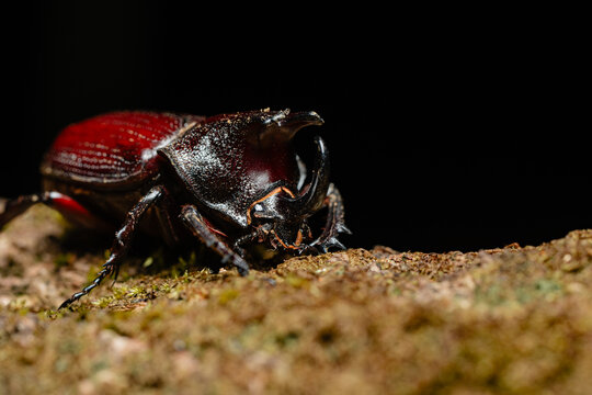Nocturnal rhinoceros beetle