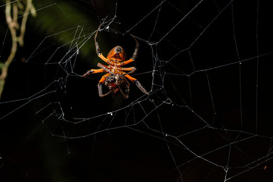 Spider hunting on web