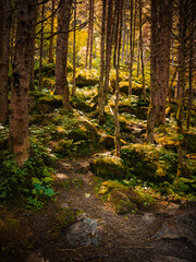 Krimml, Austria - 08-06-2025 : forest along the hiking trail at the krimml waterfalls