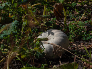 Close-up of a ripe pumpkin symbolizing abundant autumn harvest in a rural field, representing organic farming, seasonal food, agriculture, natural produce, Thanksgimushroom in the plants
