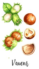 Watercolor illustration of hazelnuts, whole and in-shell, with green leaves