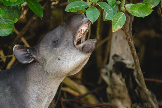 Tapir feeding in the forest