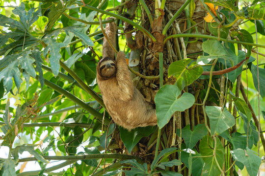 Three-toed sloth in tropical tree