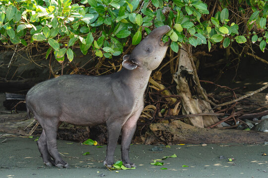 Tapir walking and feeding