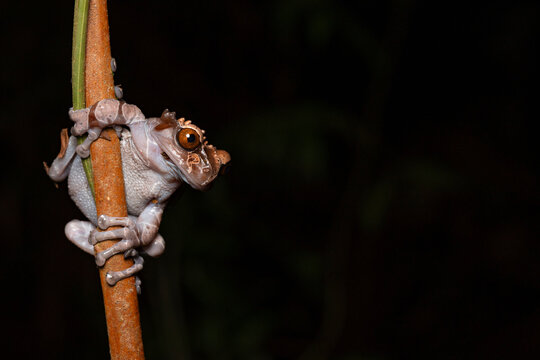 Crowned tree frog climbing at night